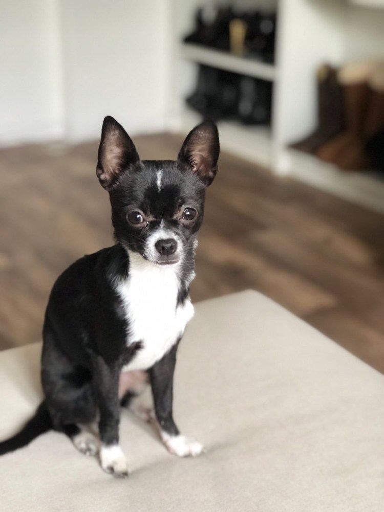 Чихуахуа черный гладкошерстный