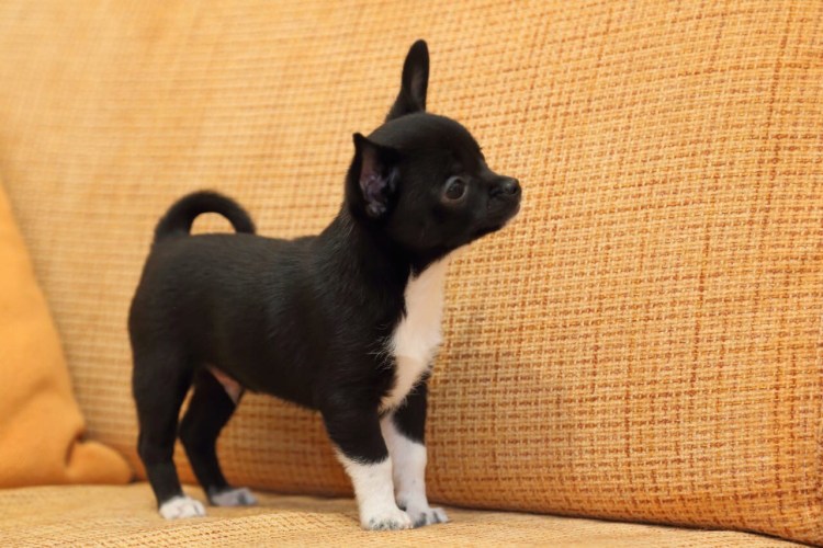 Щенки чихуахуа черно белые 1 месяц