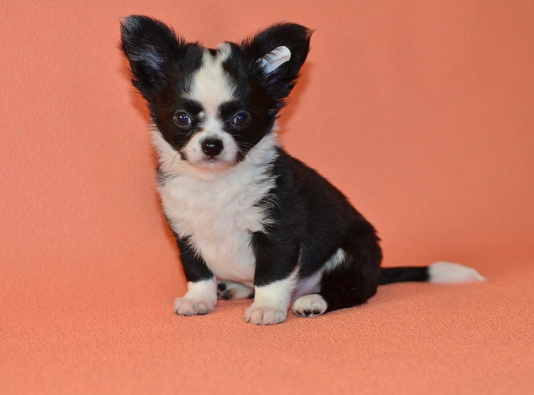 Чихуахуа черно белый длинношерстный