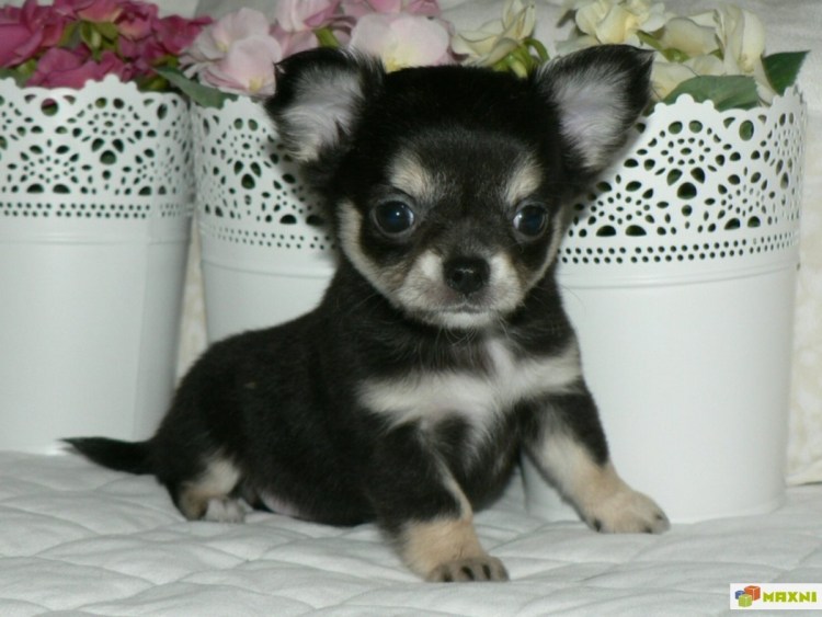 Мини чихуахуа черный подпалый