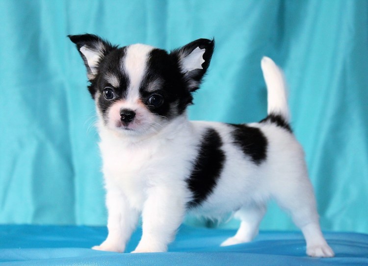 Чихуахуа длинношерстные Коби