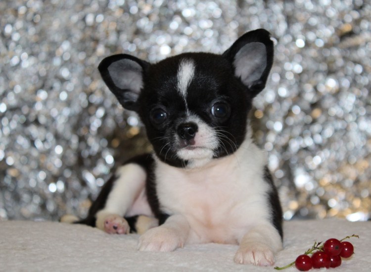 Чихуахуа тайский кобби