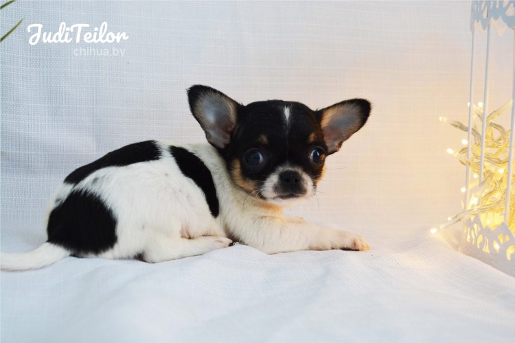 Чихуахуа черно белый короткошерстный