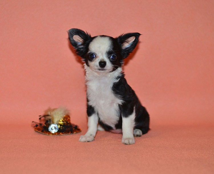 Чихуа коровка