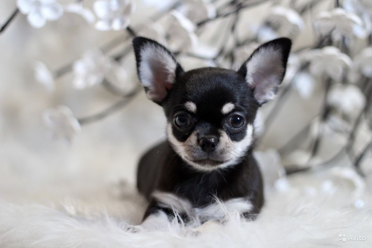 Чихуахуа черноподпаоый