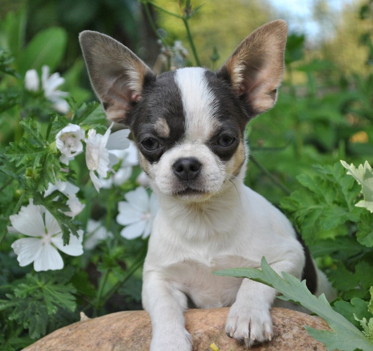 Чихуахуа кобби голубой