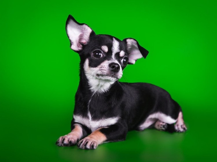 Чихуахуа черноподпаоый