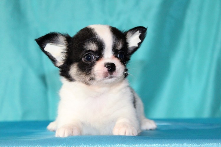 Чихуахуа бело- черные щенки