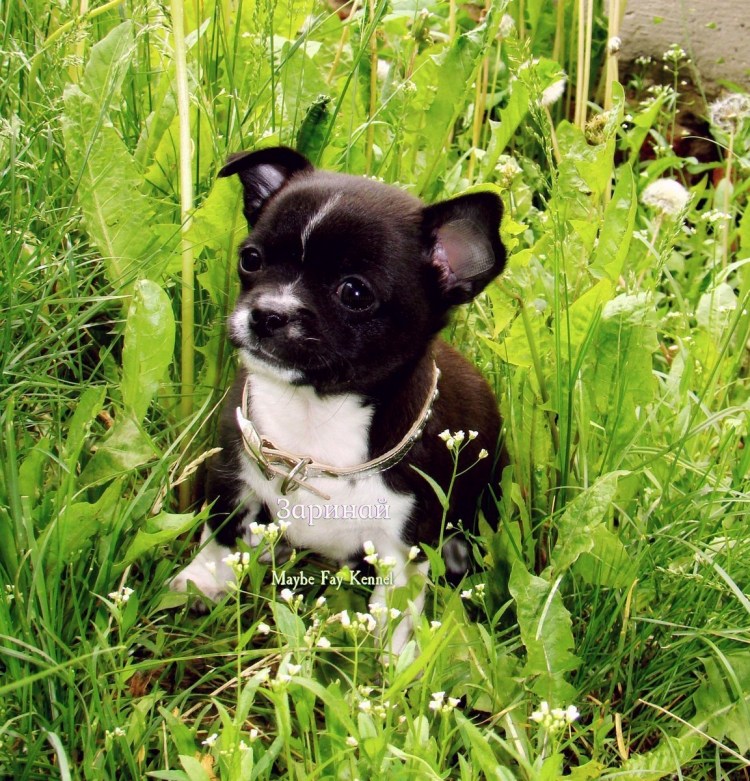 Чихуахуа короткошерстные черные