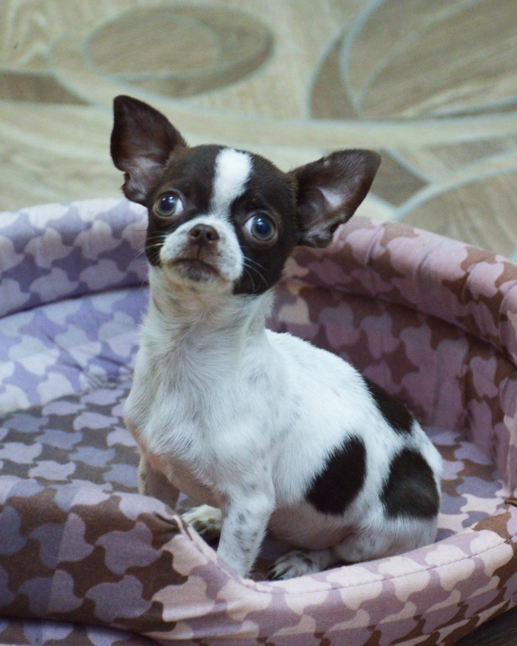 Чихуахуа пушистая черная