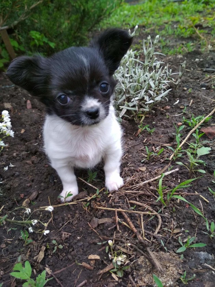 Чихуахуа пегая