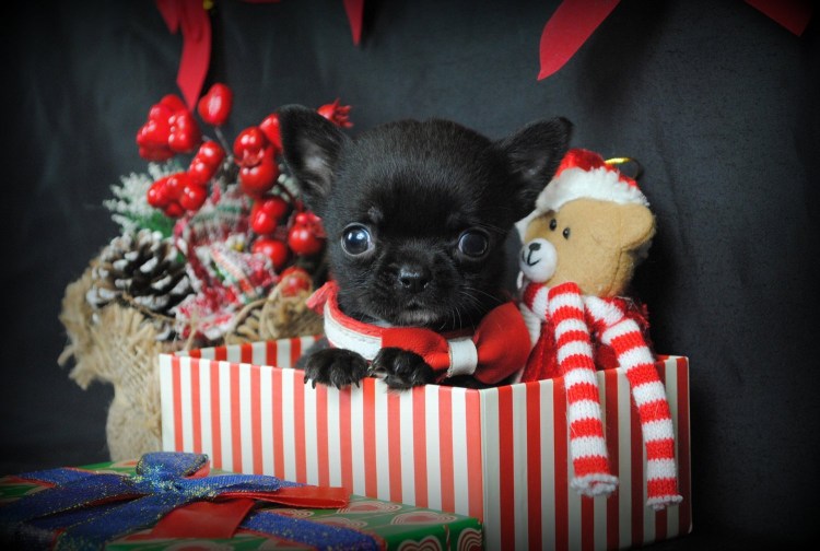 Новый год собака чихуа