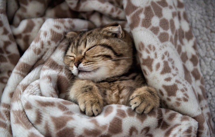 Кот спит под одеялом