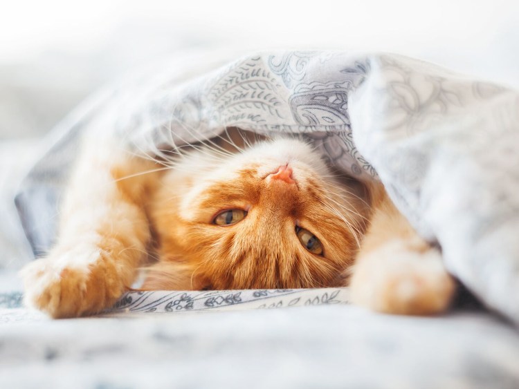 Котенок под одеялом