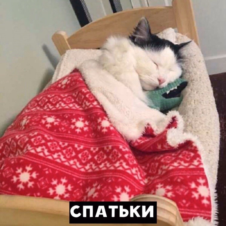 Кот в одеяле