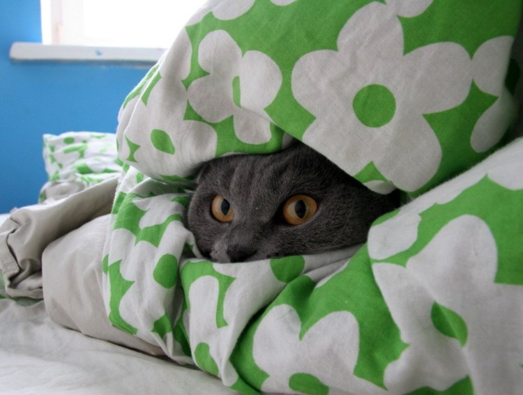 Кот из под одеяла