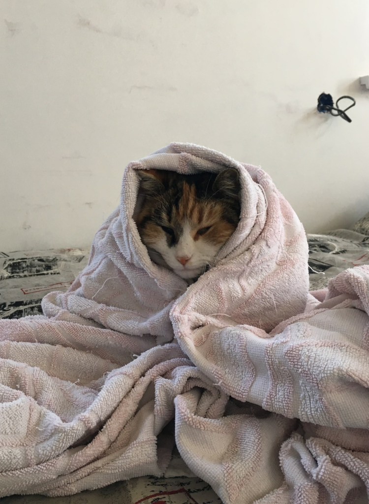 Кот в одеяле