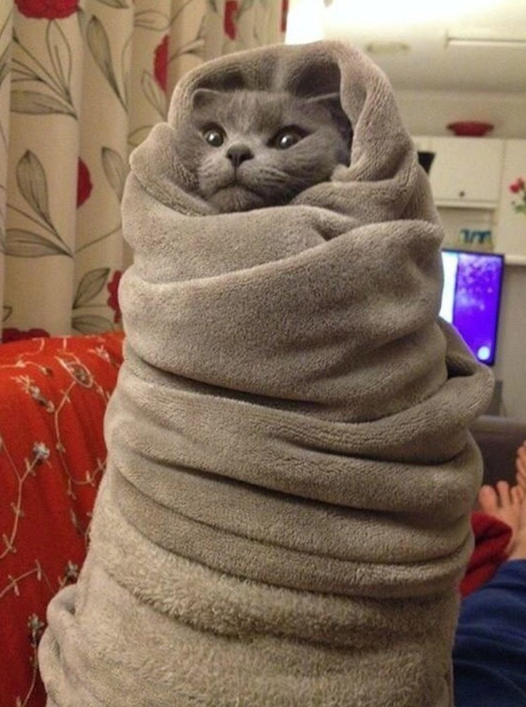 Кот Замотанный в одеяло