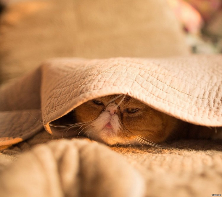 Кот под одеялом