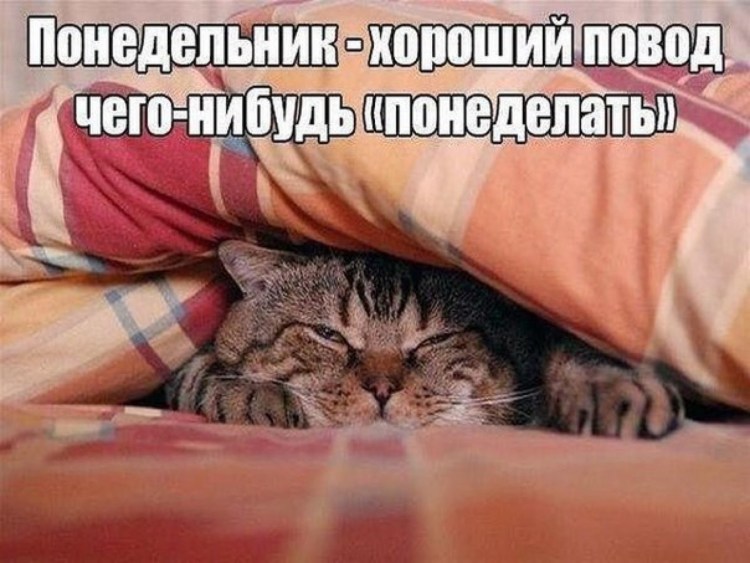 Коты в понедельник утром