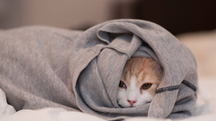 Кот под одеялом