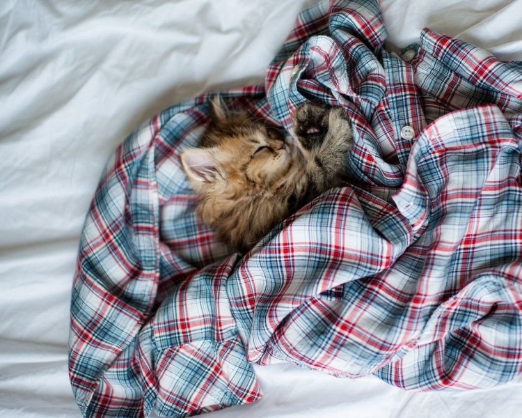 Спящие коты