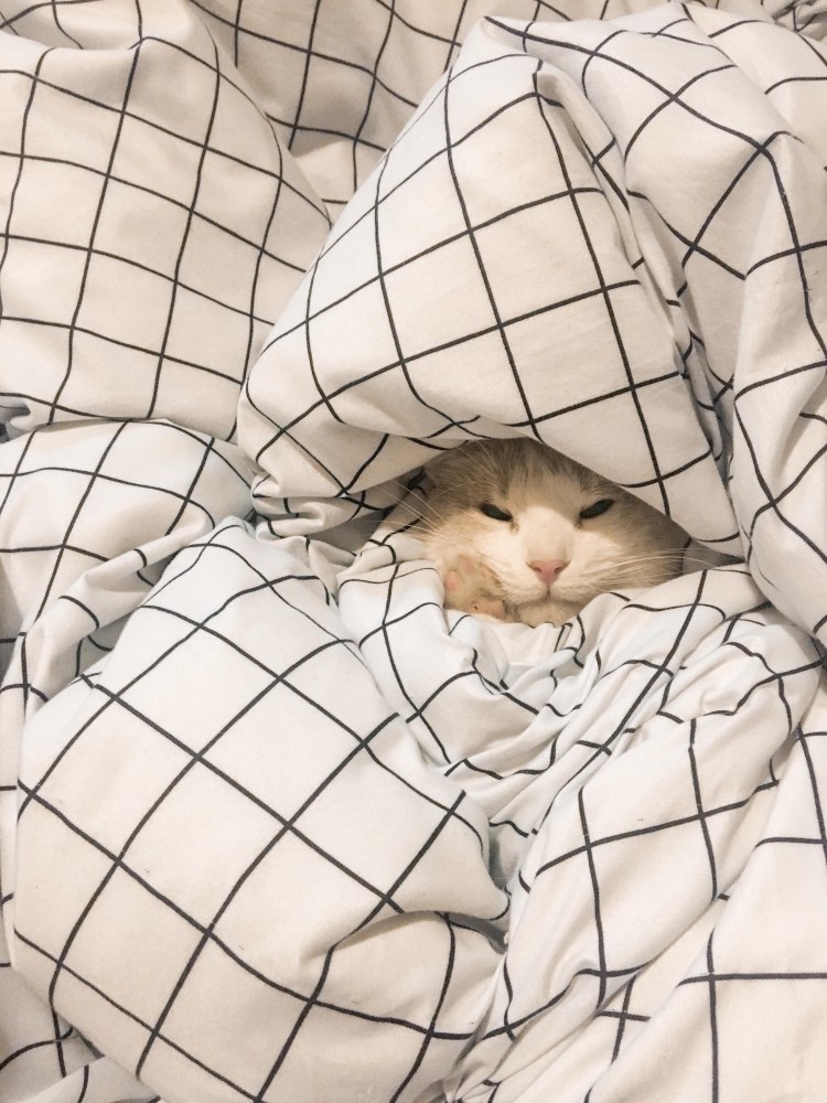 Котик под одеялом