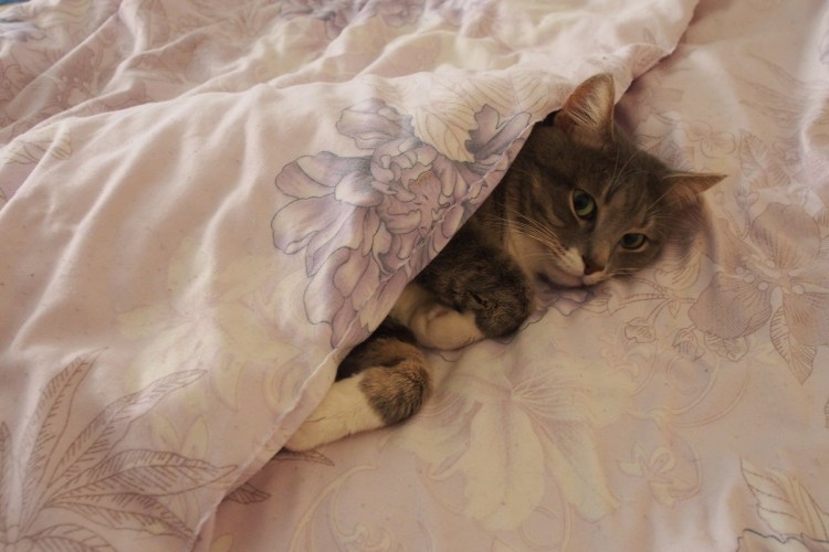 Котенок в одеяле