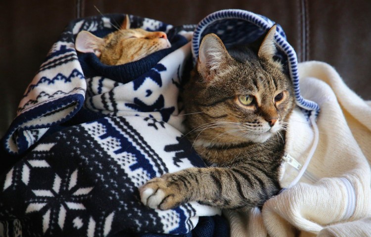 Плед с кошками