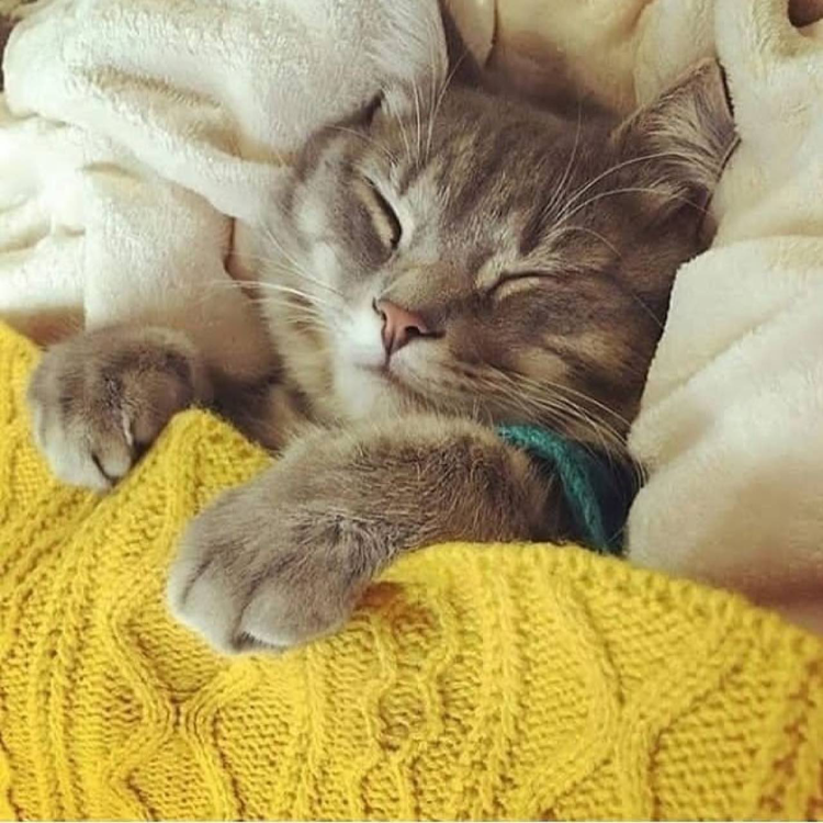 Котик под одеялом