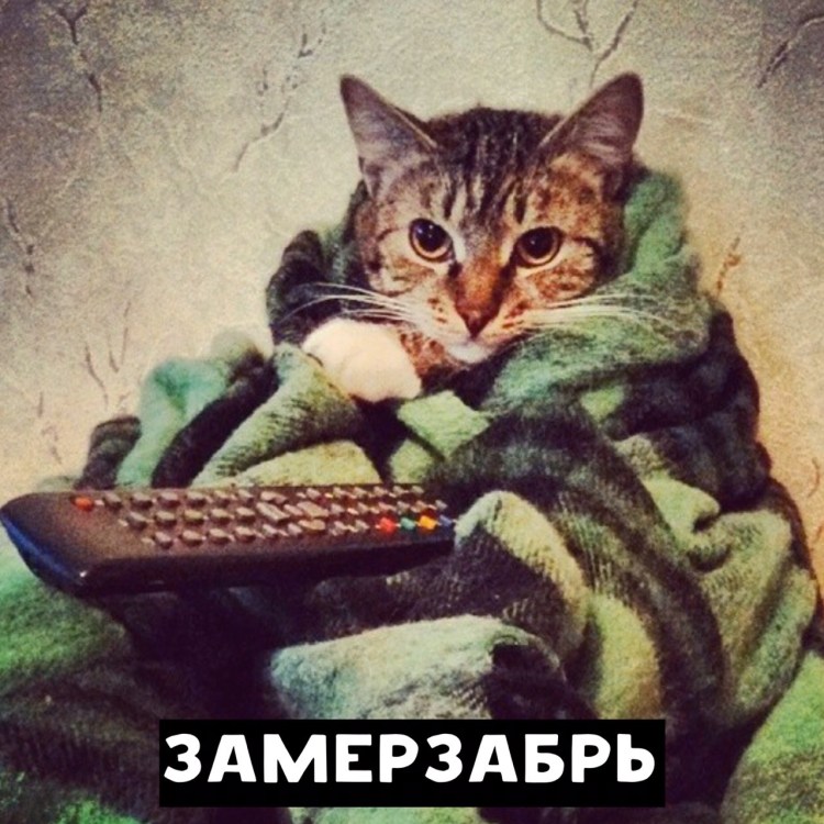 Кот под одеялом