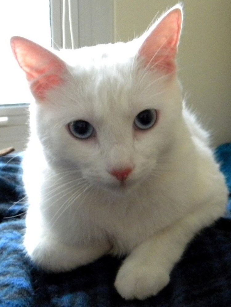 Сибирская кошка альбинос