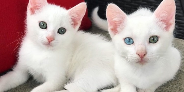 Порода кошек альбинос
