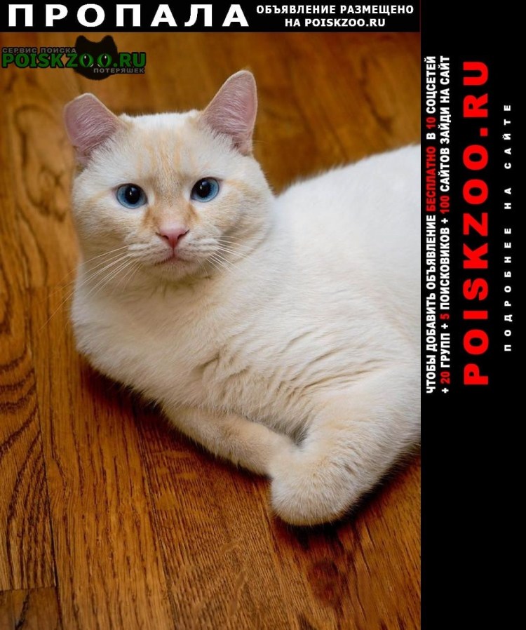 Тайская кошка реж поинт