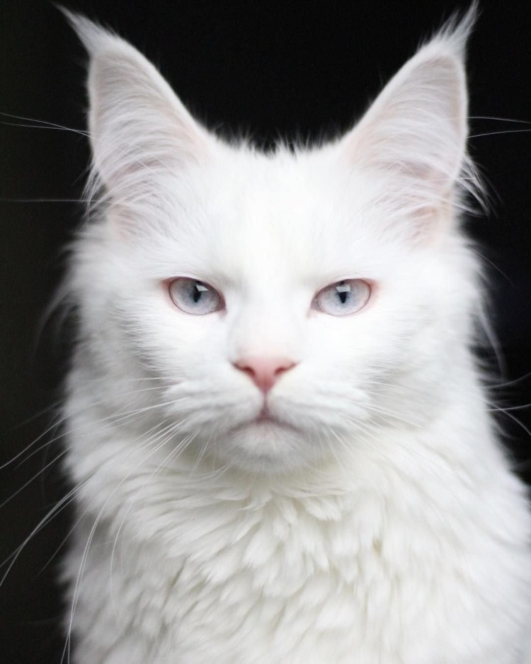 Порода кошек альбинос