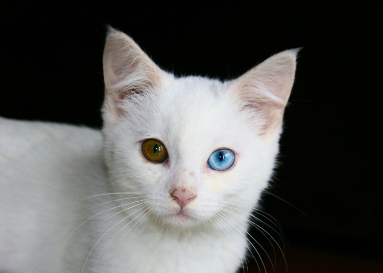 Ван кедиси порода кошек