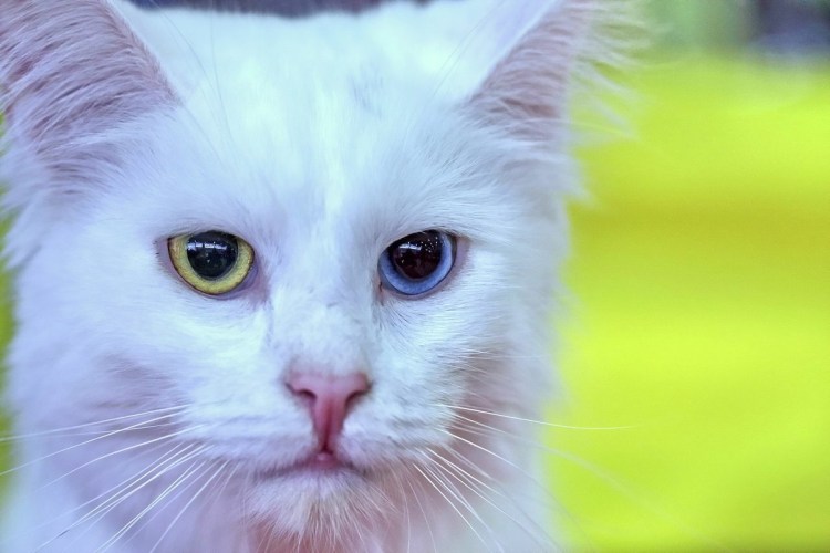 Турецкая ангора с гетерохромией