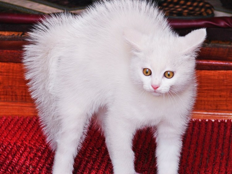 Порода кошек альбинос