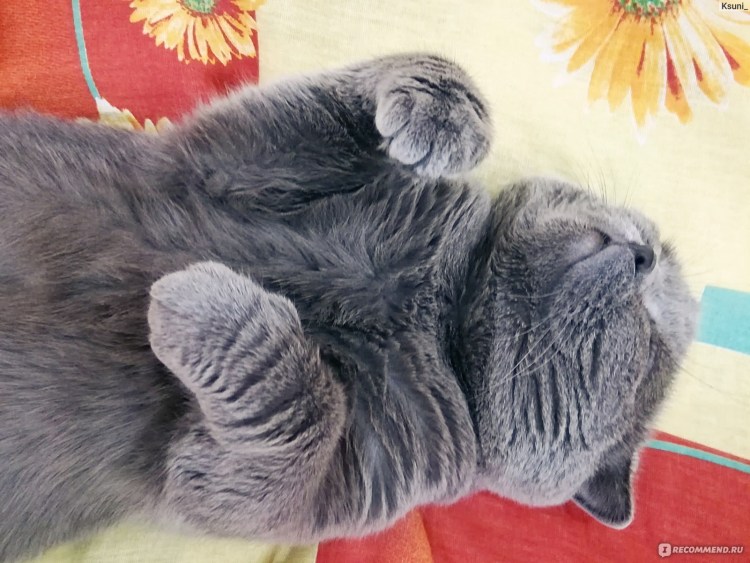 Складки на ушах у вислоухих котят как выглядят