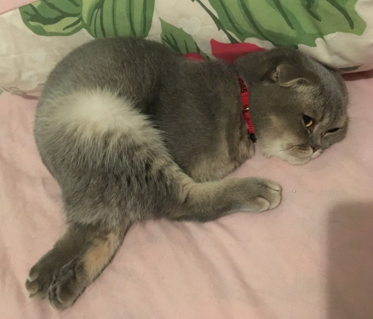 Кот понесло