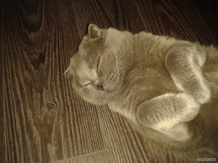 Хвост у вислоухих котов