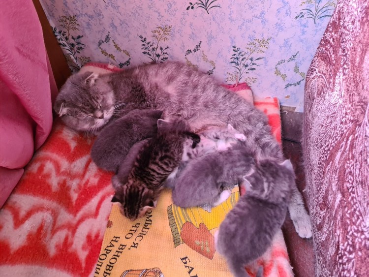 Шотландская вислоухая кошка ред Пойнт