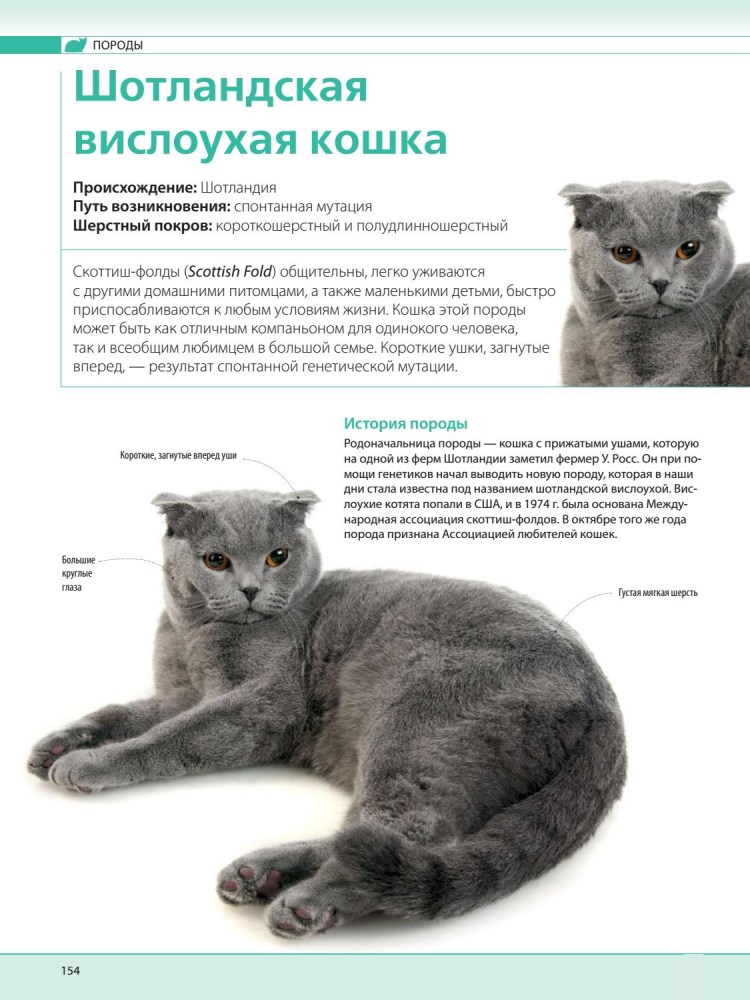 Шотландская вислоухая кошка 3 цветная
