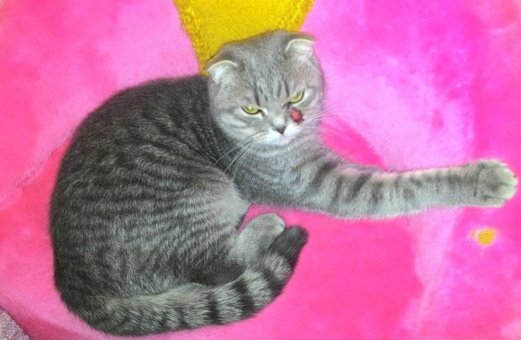 Вислоухие месячные котята