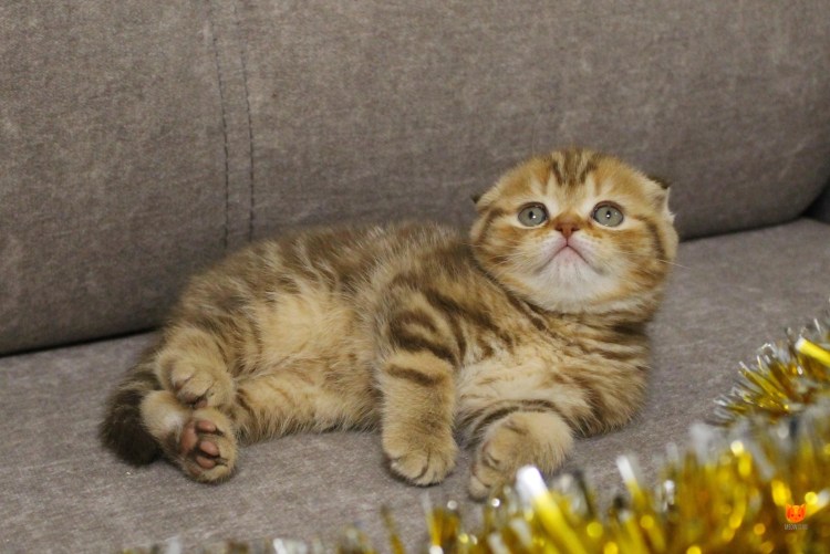 Маленькие котята Шотландские прямоухие