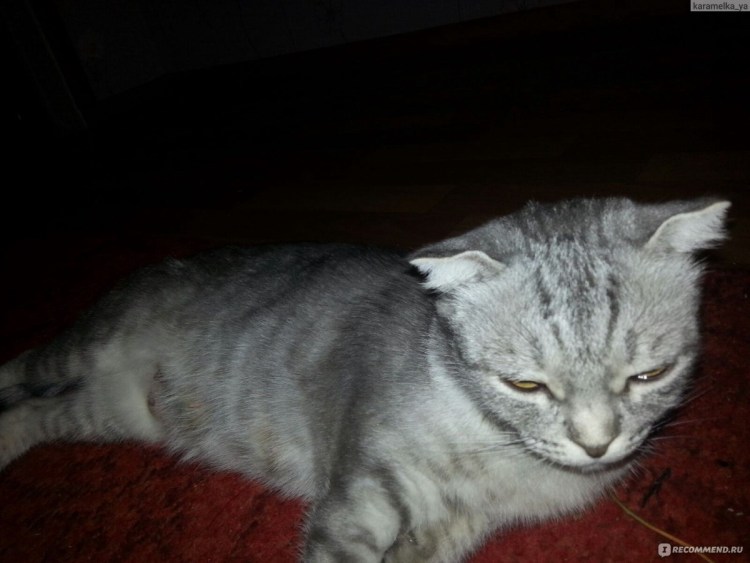 Шотландская вислоухая как долго гуляет кошка