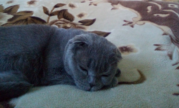 Шотландские котята прямоухие 3 месяца