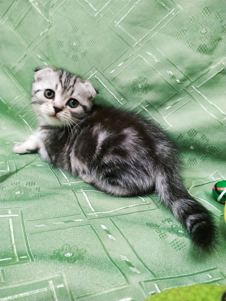 Новорожденные котята вислоухие