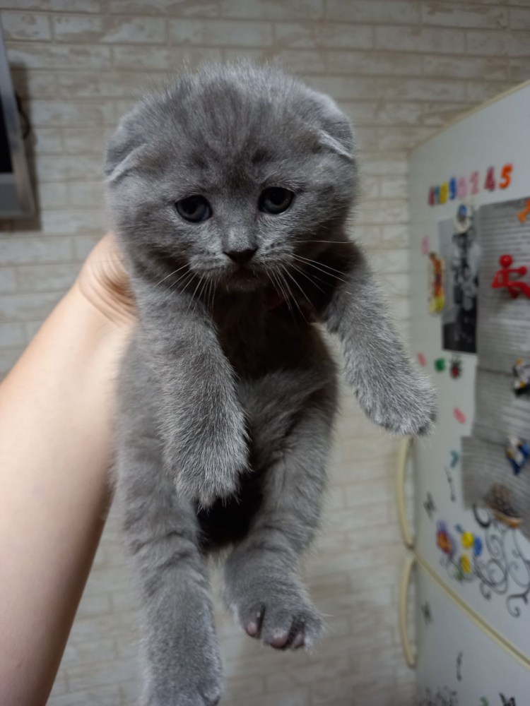 Шотландская вислоухая ушки