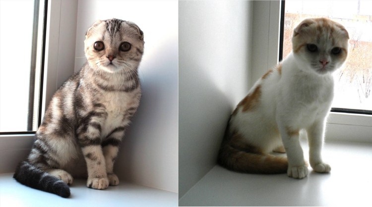 Котик и киски